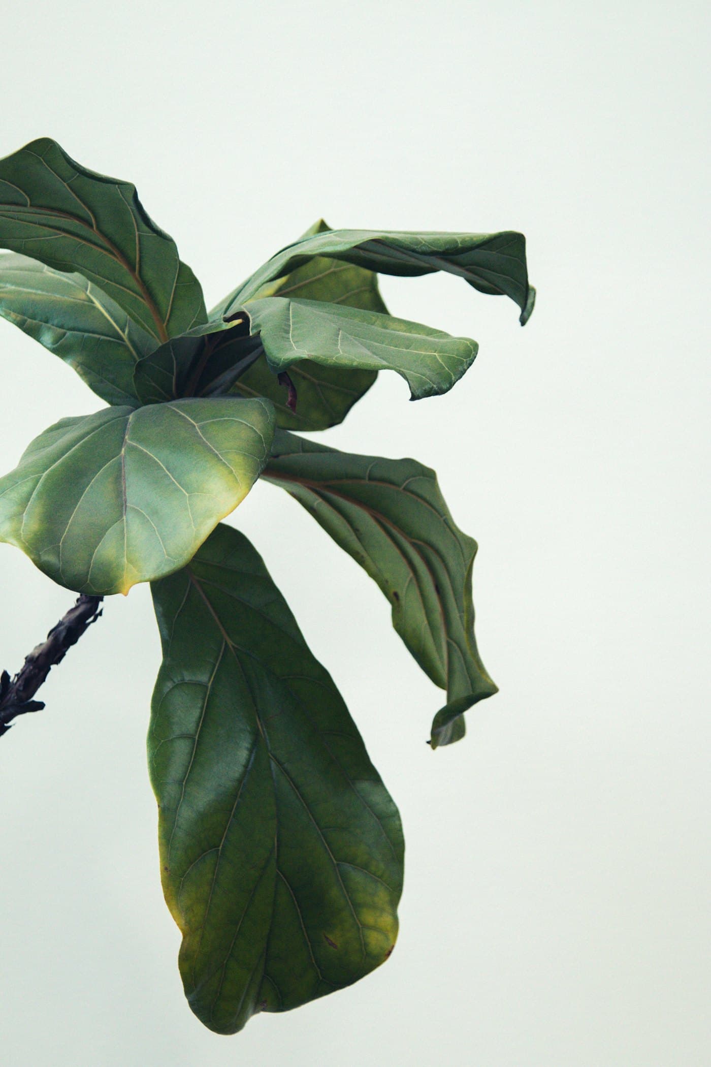 Broad green fig leaves against a pale wall