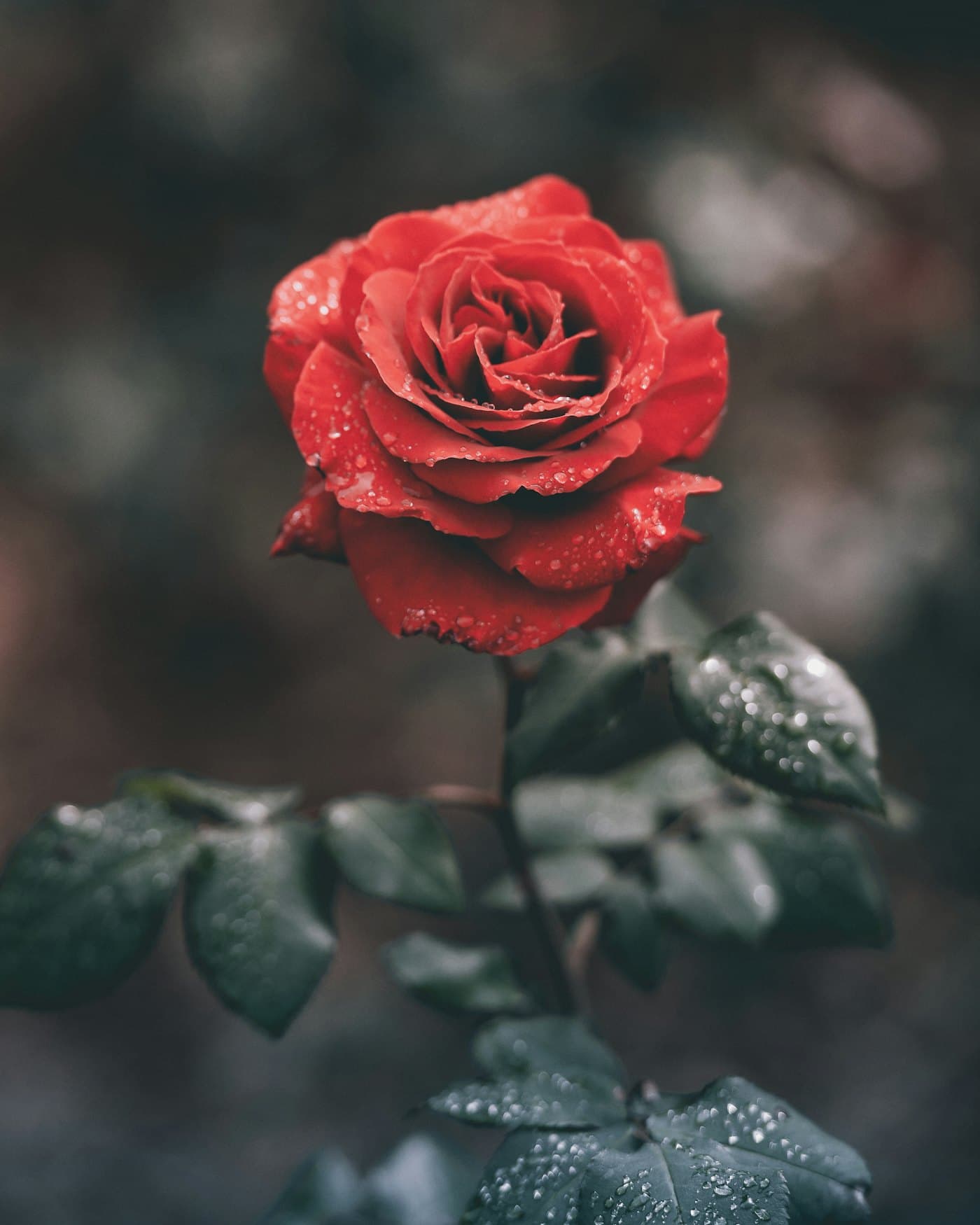 A dew-flecked red rose against deep shadow